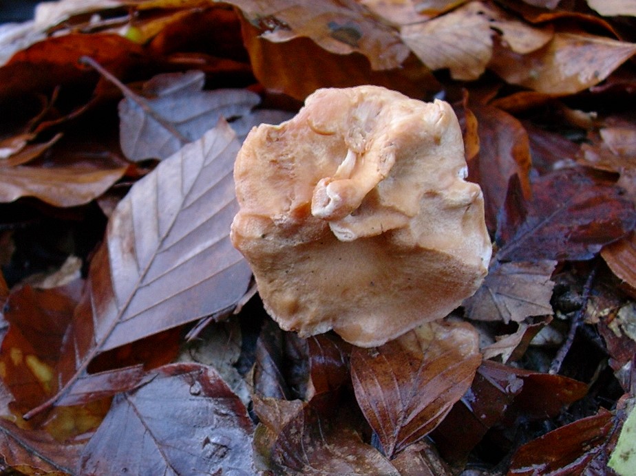 531 Dicembre vecchio ritrovamento